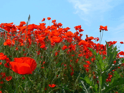 0201bbjk-77c6-400x300.png