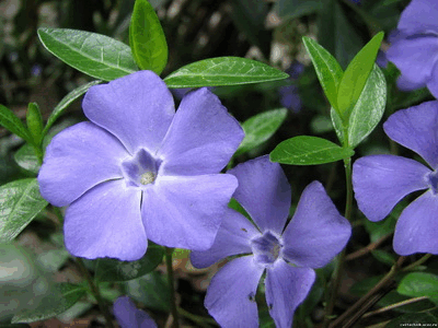 0201bbjl-733a-400x300.png