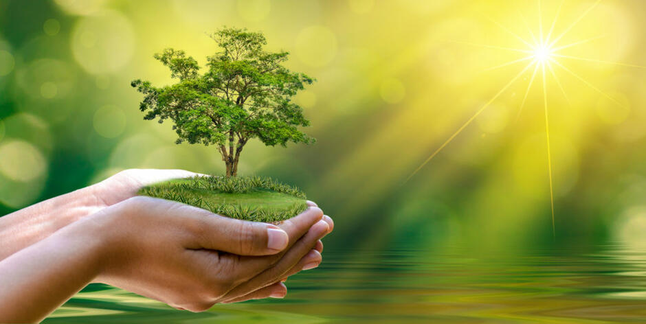 Fitting the Local Foliage: How to Choose the Right Tree for Your Area - Green Pine Tree Service