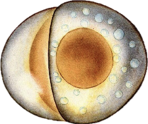 0201bhmv-86d9-210x176.png