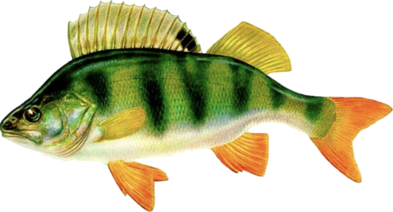 0201bhna-3b4f-393x212.png