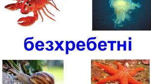Різноманітність безхребетних тварин