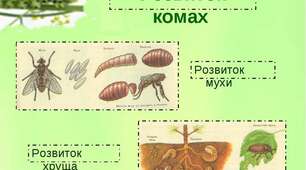 Типи розвитку комах