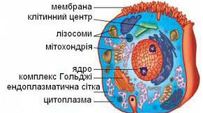 Різноманітність клітин.