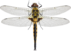 0201bmb4-48b5-242x176.png