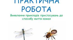 Практична робота Клас Комахи