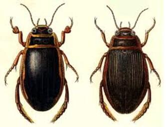 0201bo35-7e0e-333x255.jpg