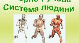  Опорно-рухова система людини