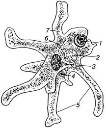 0201br10-7d28-216x261.jpg