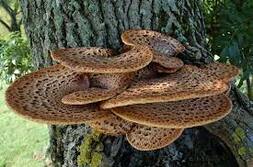Трутовик чешуйчатый, или Пеструшка (Polyporus squamosus)