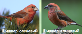 0201bveh-89b8-290x120.png
