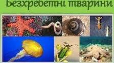 Різноманітність безхребетних