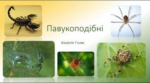 Павукоподібні