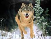 Все про тварин: Вовк - кращий мисливець дикої природи (Wolf - the best hunter of wild nature)