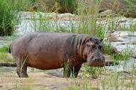 Hippopotamus - Wikipedia