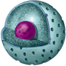 0201c0z1-f04f-136x137.png