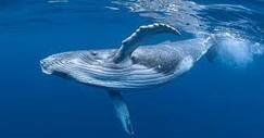 How to Swim with Humpback Whales in Tonga | Scuba Diving