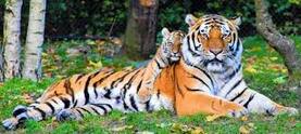 Restoring ecosystems and tiger populations in Bhutan