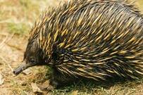 300 Spiny Anteater Photos - Free & Royalty-Free Stock Photos from Dreamstime