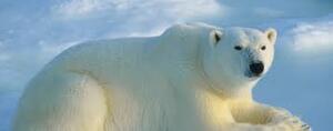 International Polar Bear Day | Polar Bears International