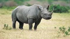Легкая и динамическая бизнес логика на JavaScript при помощи Mozilla Rhino / Хабр