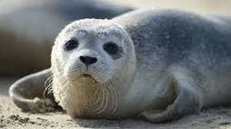 A conservation success story: 30 years of the Wadden Sea Seal Agreement – a milestone for the remarkable recovery of the Wadden Sea harbour seal population. | Wadden Sea