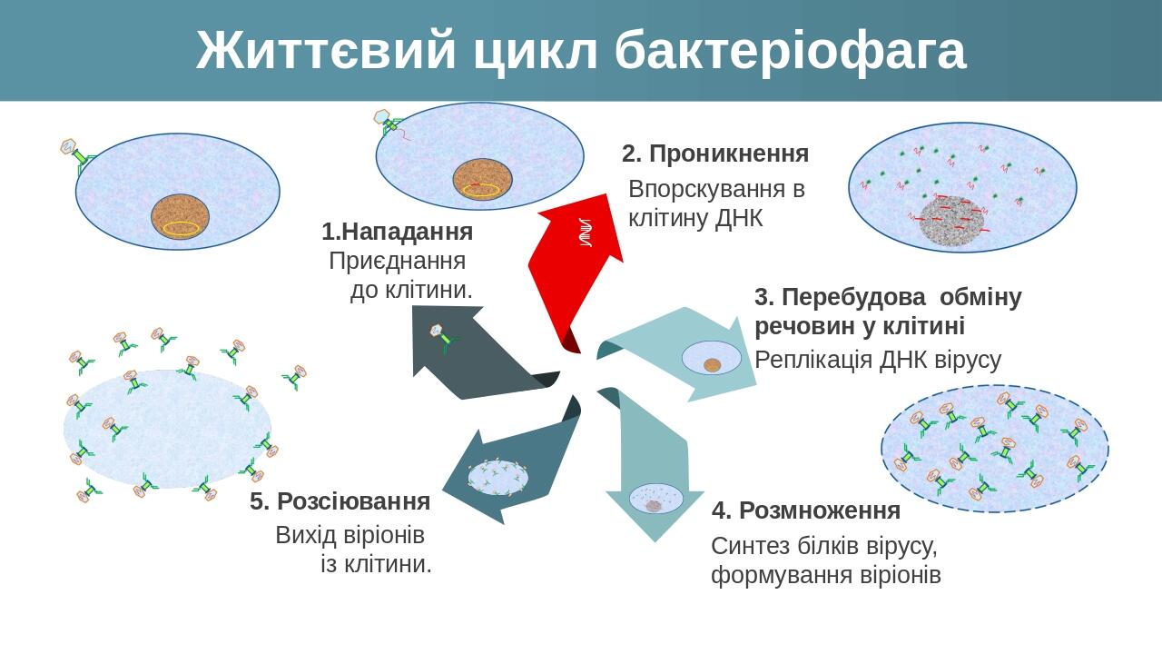 Життєвий цикл бактеріофага 2. Проникнення Впорскування в клітину ДНК 3. Перебудова обміну речовин у клітині Реплікація ДНК вірусу 1.Нападання Приєд...