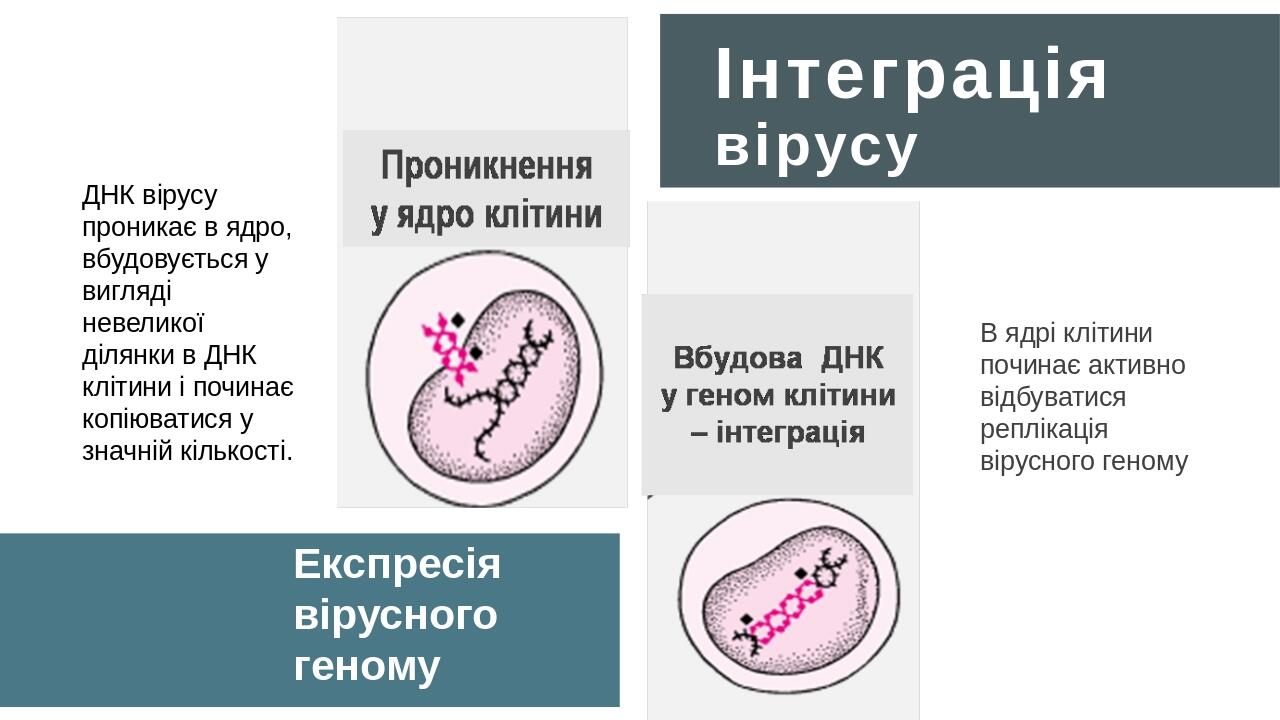 ДНК вірусу проникає в ядро, вбудовується у вигляді невеликої ділянки в ДНК клітини і починає копіюватися у значній кількості. В ядрі клітини почина...