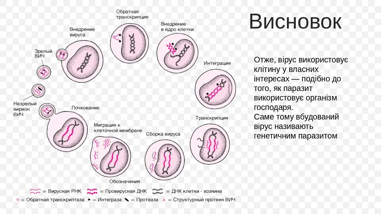 Висновок Отже, вірус використовує клітину у власних інтересах — подібно до того, як паразит використовує організм господаря. Саме тому вбудований в...