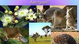 Унікальність рослинності і тваринного світу Австралії.