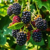 Thornless Blackberry Plants for Sale – FastGrowingTrees.com