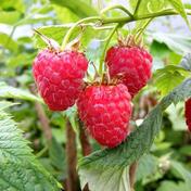 FRESH IMPORTED 3 DIFFERENT VARIETIES OF RASPBERRY FOUR SEASON FRUIT PLANT FOR HOME GARDEN: Buy Online at Best Prices in Pakistan | Daraz.pk