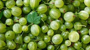 The Once-banned Gooseberry Has Made a Comeback in the U.S. | HowStuffWorks