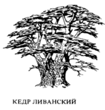 Кедр ливанский