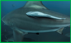 0201c604-7103-240x144.png