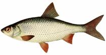 Види риб — Fisher Go