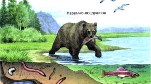 Екологічна ніша як наслідок адаптацій до існування в екосистемі