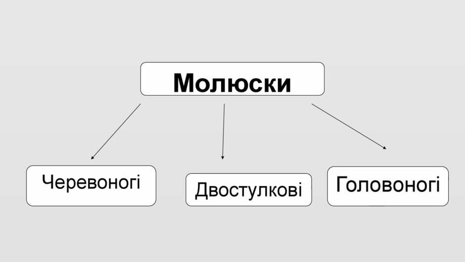 Молюски. Різноманітність молюсків - презентация онлайн