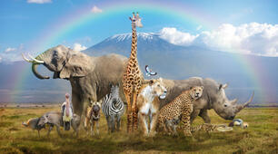 Animals