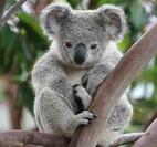 Коала - вымирающий вид | Koala bear funny, Koala bear, Koalas