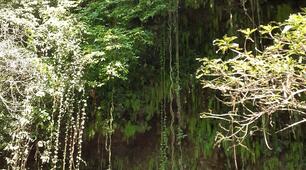 Кореневі системи. Видозміни кореня