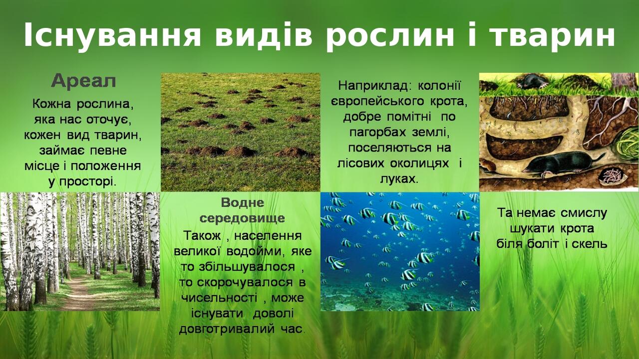 Існування видів рослин і тварин BASIC LAYOUT