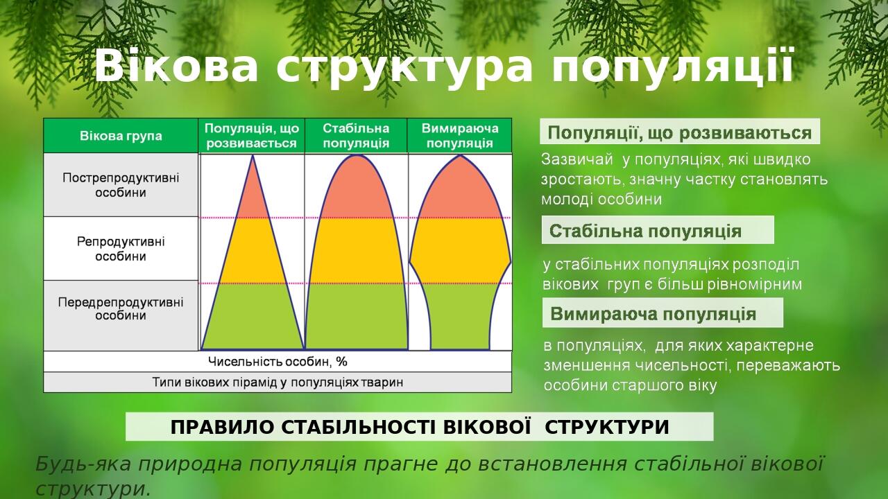 Вікова структура популяції ПРАВИЛО СТАБІЛЬНОСТІ ВІКОВОЇ СТРУКТУРИ Будь-яка природна популяція прагне до встановлення стабільної вікової структури. ...