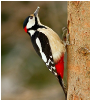 0201cl4j-988d-179x197.png