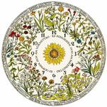 Цветочные часы: мифы и реальность. Как сделать своими руками. Фото —  Ботаничка.ru