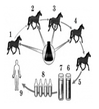 0201cok0-290c-336x370.png