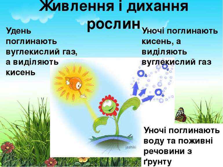 царсттво рослин - презентація з природознавства
