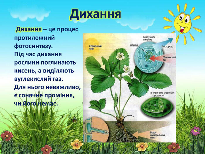Презентація до уроку біології у 6 класі на тему:Рослини- живі організми.  Мінеральне та повітряне живлення рослин. Дихання рослин.