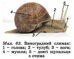 12. Молюски, або м'якуни