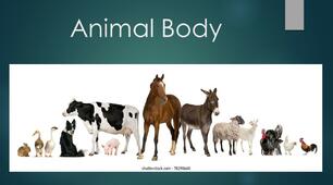 Animal Body